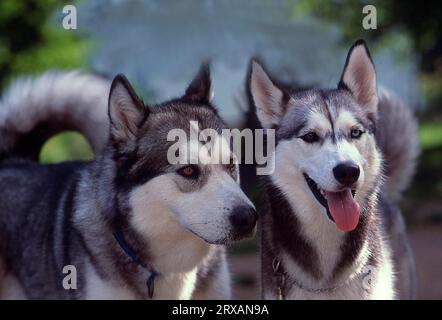 Alaskan Malamute and Siberian Husky Stock Photo