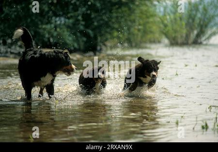 Bernese mountain dog mother with 2 puppies running through the water Stock Photo