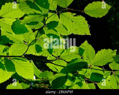 Beech leaves, Deciduous forest, blossoming beech forest in the spring, Deciduous forest, blossoming beech forest in the spring Stock Photo