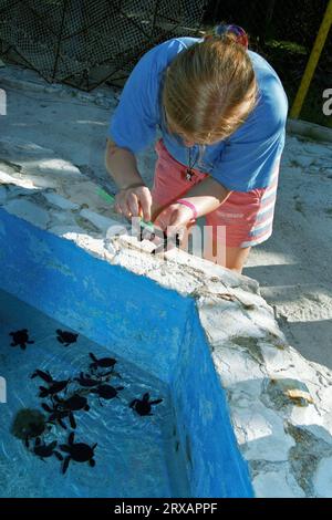 Turtle Shell Washing Student cleans the shells of baby turtles at the sea turtle hatchery ...