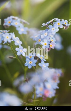is a genus of flowering plants in the family Boraginaceae that are commonly called Forget-me-nots (Myosotis) Stock Photo