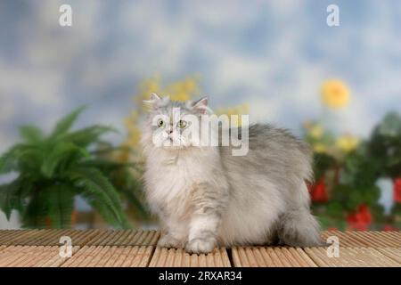 Persian cat, silver-shaded-tortie Stock Photo