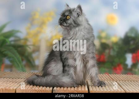 Persian cat, black-smoked Stock Photo