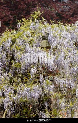 Chinese chinese wisteria (Wisteria sinensis) (Wisteria chinensis) Stock Photo