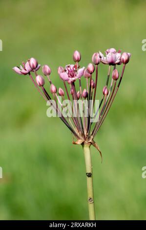 Flowering rushes (Butomus umbellatus), flowering rush, Germany Stock Photo