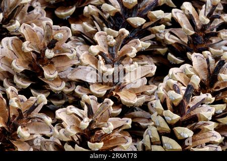 Aleppo pine (Pinus halepensis), cones, Provence, southern France Stock Photo