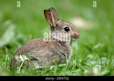Young European Rabbit (Oryctolagus cuniculus), North Rhine-Westphalia, Germany, side Stock Photo