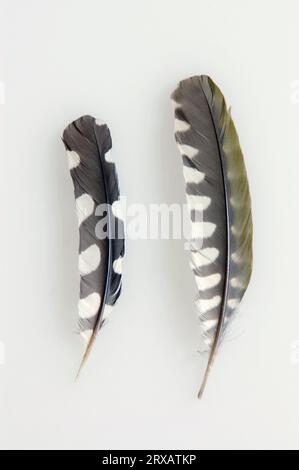 Great Spotted Woodpecker (Picoides major) and Green Woodpecker, feathers of arm wings (Picus viridis) Stock Photo