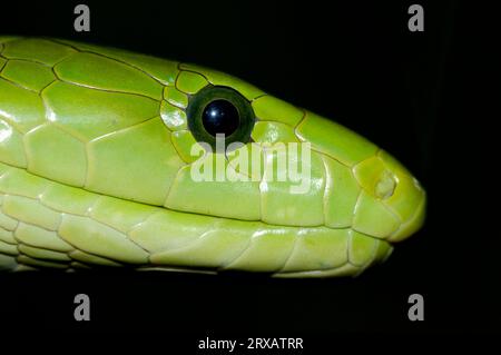 Eastern Green common mamba (Dendroaspis angusticeps), Common Mamba Stock Photo