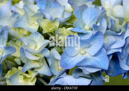 Hortensia (Hydrangea macrophylla) Stock Photo