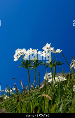 Narcissus Anemone (Anemone narcissiflora), national park Berchtesgaden, Bavaria, Germany Stock Photo