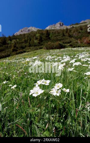 Narcissus-flowered anemone (Anemone narcissiflora), Berchtesgaden National Park, Bavaria, Berghaehnlein, Germany Stock Photo