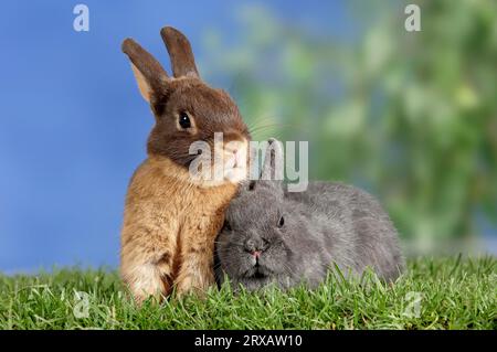 Dwarf rabbit, colour dwarf tan brown, with carrot, domestic rabbit ...