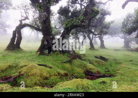 The magical fairy forest of Fanal, Madeira on a misty day, a tranquil landscape with beautiful ancient laurel trees, Laurissilva Nature Reserve, Madei Stock Photo