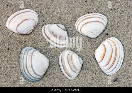 Surf Clam shells, France (Spisula subtruncata Stock Photo - Alamy