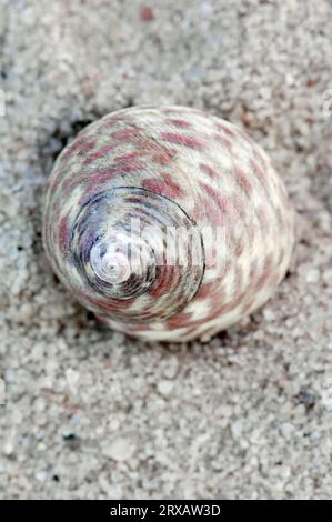 Purple Ringed Top Shell Purple Top Shell, France (Gibbula umbilicalis), Flat Top Shell Stock ...