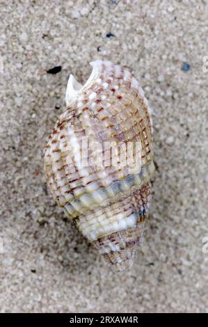 Netted dog whelk (Nassarius reticulatus / Hinia reticulata) shell on ...