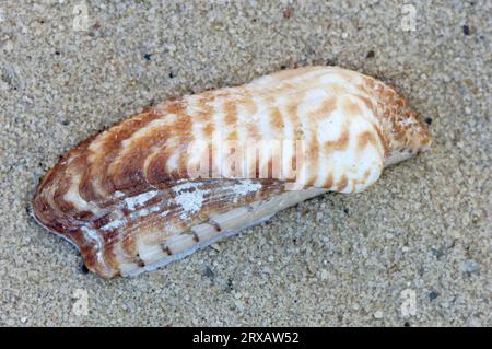 Noah's Ark, conch shell (Arca noae), conch shells, detachable, France Stock Photo