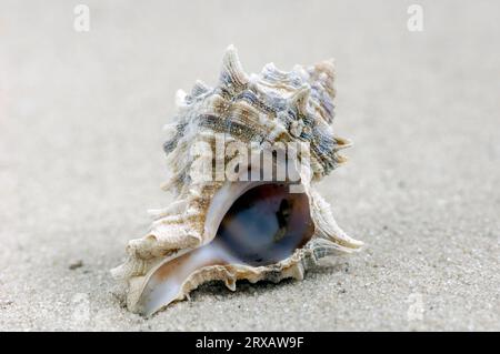 Snail shell of the hexaplex trunculus (Murex trunculus) Snail shells ...
