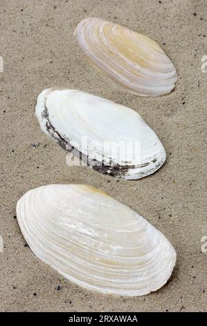 Three Clam Shells Three Clam Shells Stock Photo - Alamy