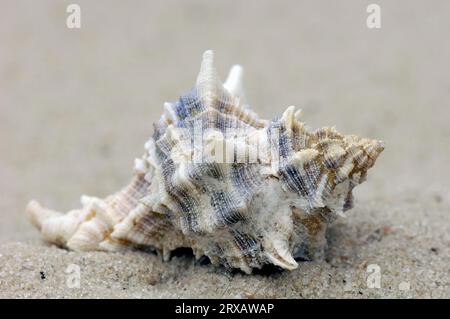 Snail shell of the hexaplex trunculus (Murex trunculus) Snail shells, France Stock Photo