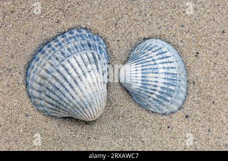 Edible cockle, Mussel shells, common cockle (Cerastoderma edule), Mussel shell, detachable Stock Photo