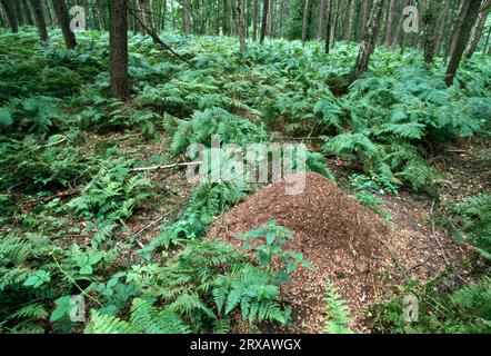 Great red wood ant (Formica rufa), anthill, North Rhine-Westphalia, ant hill, ant ants, Germany Stock Photo