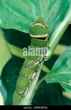 Common Mormon (Papilio polytes) caterpillar Stock Photo