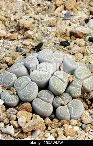 Living stones (Lithops pseudotruncatella), ice plant family (Aizoaceae), ice plant family Stock Photo