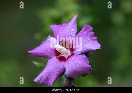 purple hibiscus flower with raindrops Stock Photo