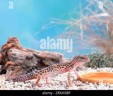 Leopard gecko (Eublepharis macularis) Stock Photo
