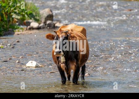 A cow cooling off in the river in hot weather in Turkey Stock Photo