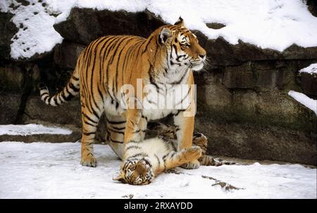 Siberian tiger (Panthera tigris altaica) with young, Amur tiger Stock Photo