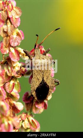 Coreid Bug, Brandenburg, Germany (Coreus marginatus) (Mesocerus marginatus), Squash Bug Stock Photo