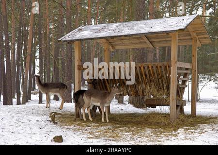 Fallow deer (Dama dama) at winter feeding, Poland Stock Photo