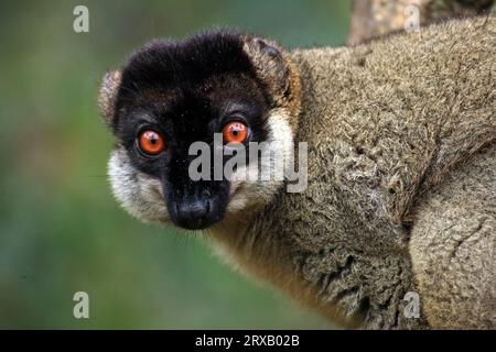 Brown collared lemur, male (Lemur fulvus fulvus) (Eulemur fulvus fulvus), Madagascar Stock Photo