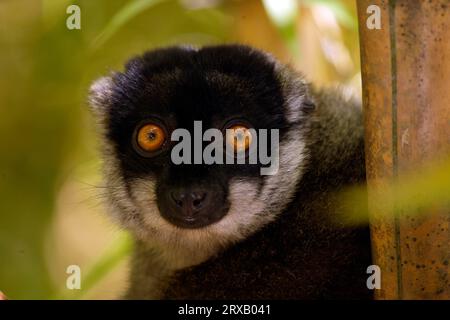 Brown collared lemur, male (Lemur fulvus fulvus) (Eulemur fulvus fulvus), Madagascar Stock Photo