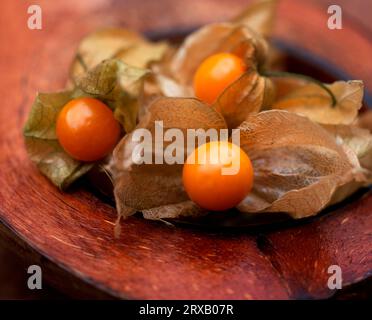Physalises (Physalis peruviana) in shell, Peruvian cherry, Andean berry ...
