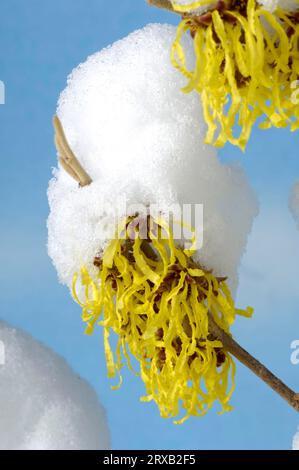 Hamamelis 'Arnold Promise', branch with snow (Hamamelis intermedia) Stock Photo