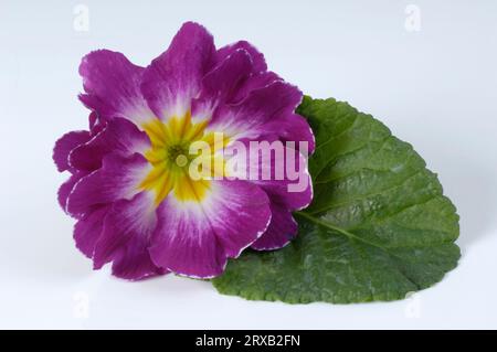 Primrose (Primula vulgaris), cushion primrose, primrose Stock Photo