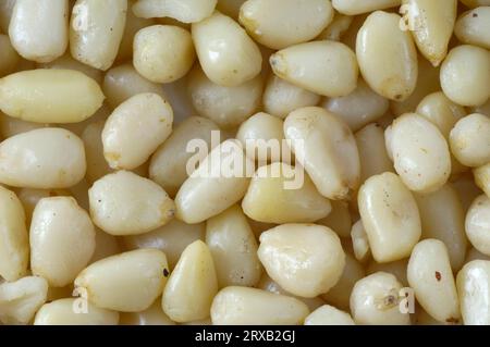 Cedar nuts (Pinus cembra var. sibirica), Siberian cedar Stock Photo