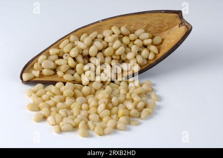 Cedar nuts (Pinus cembra var. sibirica), Siberian cedar Stock Photo