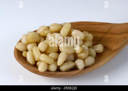 Cedar nuts (Pinus cembra var. sibirica), Siberian cedar Stock Photo