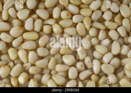 Cedar nuts (Pinus cembra var. sibirica), Siberian cedar Stock Photo