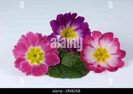 Primrose (Primula vulgaris) Cushion primrose, Primrose Stock Photo