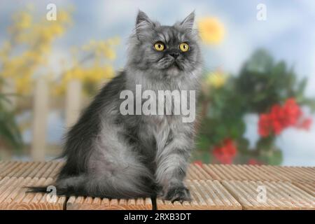 Persian cat, black-smoked Stock Photo