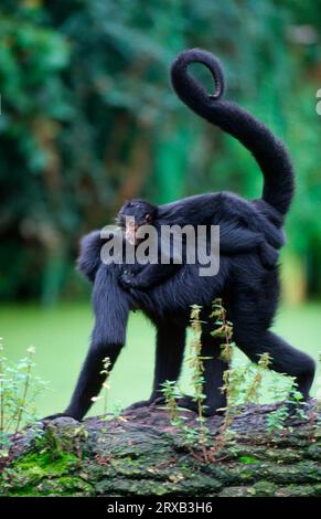 Black Spider Monkeys female with young Ateles paniscus Stock Photo - Alamy