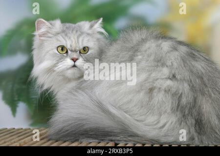 Persian cat, silver-shaded-tortie Stock Photo