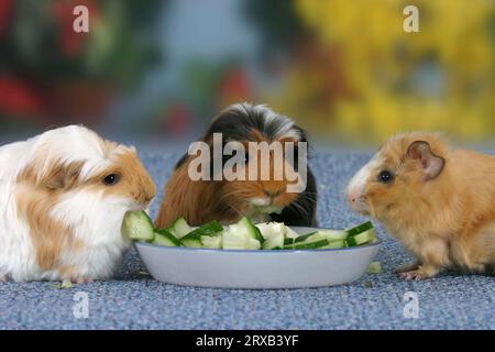 Guinea Pig pig at food bowl with cucumber pieces Stock Photo