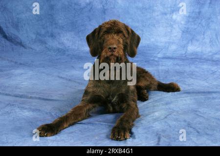 German Stichelhaar, German Stichelhaariger Pointing Dog Stock Photo